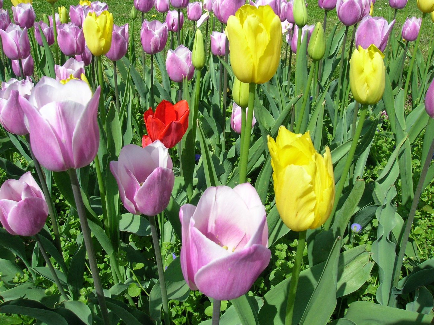 Bloemen